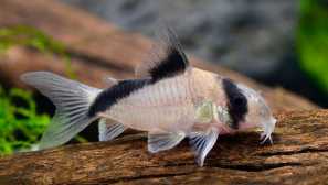 Koridory - akvarijní čističe